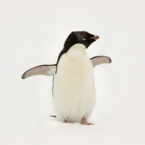 Excited baby Gentoo penguin against Antarctic snow fine art photographic print