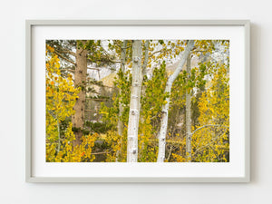 Fall Color Eastern Sierra | Photo Art Print fine art photographic print