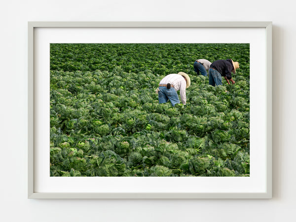 Farmland harvest brussels sprout | Photo Art Print fine art photographic print