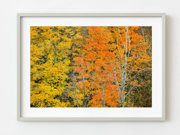 Fire colored trees in Ontario | Photo Art Print fine art photographic print