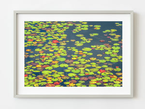 Floating Illy pads in a pond | Photo Art Print fine art photographic print
