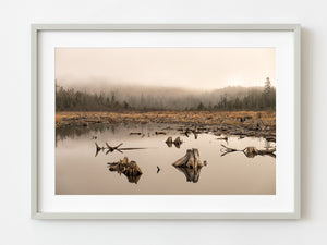 Foggy swamp with dead trees created by Beavers | Photo Art Print fine art photographic print