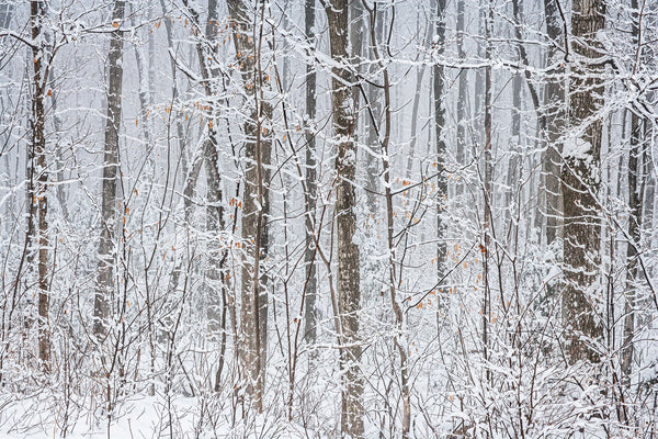 Forest trees covered in snow | Photo Art Print fine art photographic print