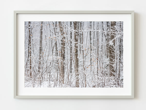 Forest trees covered in snow | Photo Art Print fine art photographic print