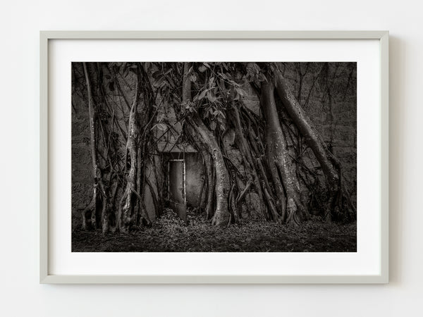 Fortress Door covered in Roots | Photo Art Print fine art photographic print