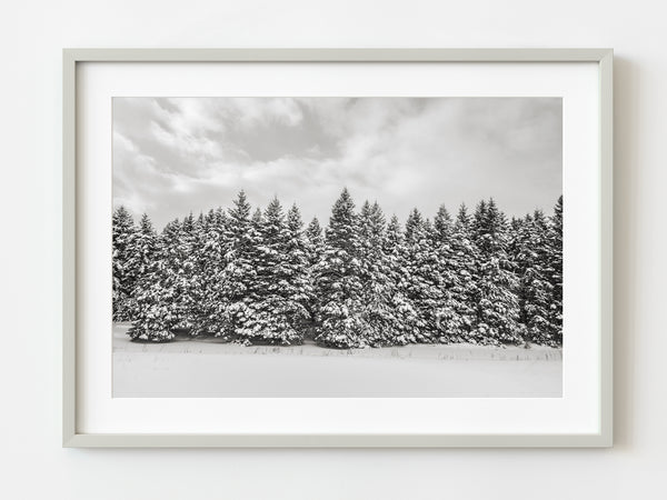 Fresh snow winter forest Haliburton | Photo Art Print fine art photographic print