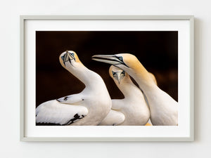 Gannet seabirds Bonaventure Island Gaspe | Photo Art Print fine art photographic print