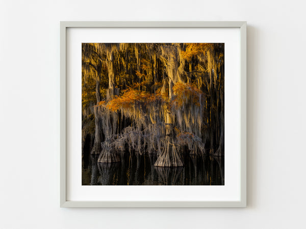 Golden light on Cypress Trees | Photo Art Print fine art photographic print
