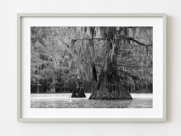 Grand old Cypress Trees Texas Swamps | Photo Art Print fine art photographic print