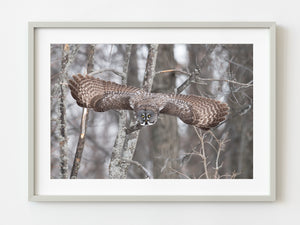 Great Gray Owl in Flight | Photo Art Print fine art photographic print