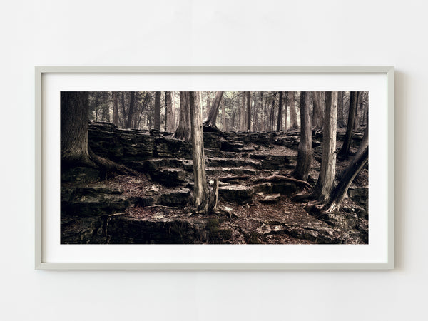 Haliburton Forest trees and Rocks in Algonquin Park | Photo Art Print fine art photographic print