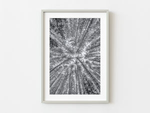 Haliburton forest treetops black and white | Photo Art Print fine art photographic print