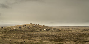 Icelandic Horses in an open field | Photo Art Print fine art photographic print