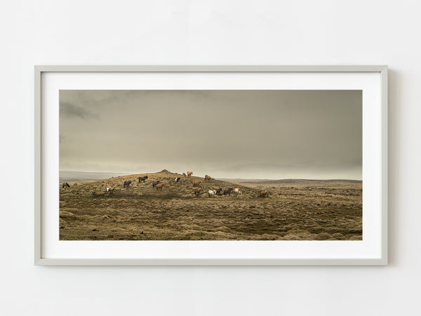 Icelandic Horses in an open field | Photo Art Print fine art photographic print