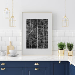 White Birch tree chaos in Haliburton forest | Photo Art Print fine art photographic print