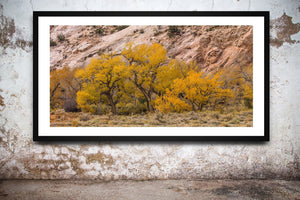 Row of cottonwood tress in the desert | Photo Art Print fine art photographic print