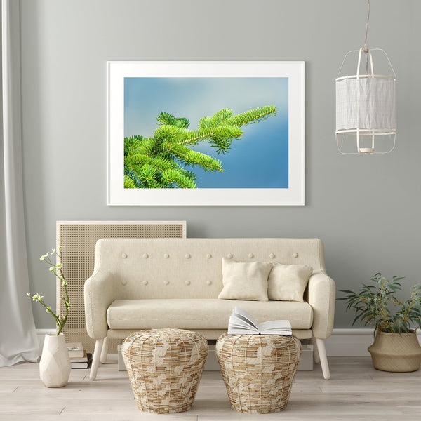 Balsam tree branch | Photo Art Print fine art photographic print