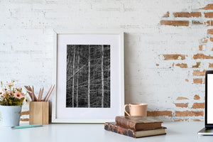 White Birch tree chaos in Haliburton forest | Photo Art Print fine art photographic print