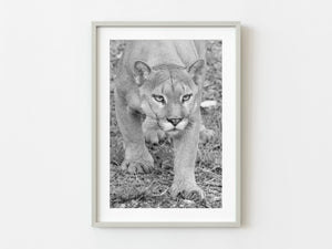 Cougar in Black and White | Photo Art Print fine art photographic print