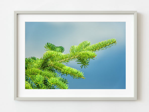 Balsam tree branch | Photo Art Print fine art photographic print