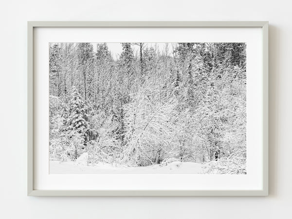 Trees in the forest completely covered in snow Haliburton Highlands | Photo Art Print fine art photographic print