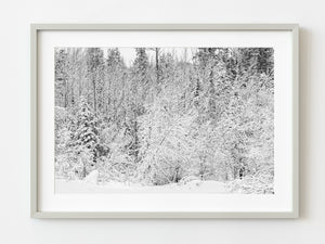 Trees in the forest completely covered in snow Haliburton Highlands | Photo Art Print fine art photographic print