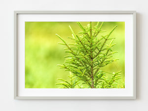 Isolated tree top Ontario | Photo Art Print fine art photographic print