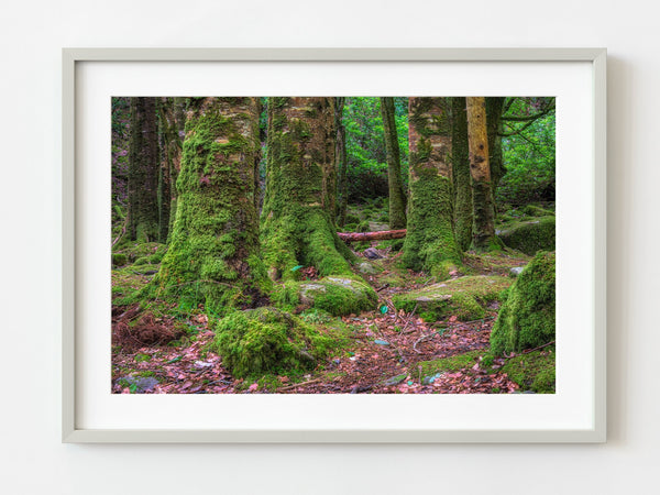 Killarney National Park Forest Trees with moss | Photo Art Print fine art photographic print