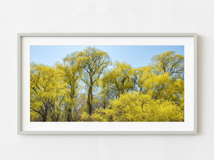 Large jungle-like grouping of willow trees | Photo Art Print fine art photographic print