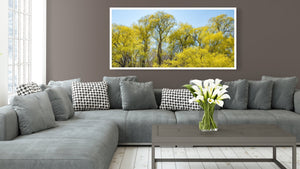 Large jungle-like grouping of willow trees | Photo Art Print fine art photographic print