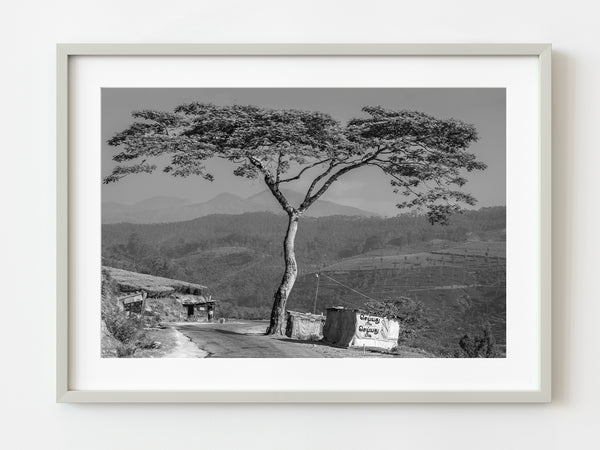 Large Tree by Mountain Road | Photo Art Print fine art photographic print