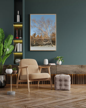 Leaning Birch tree over the frozen lake in Northern Ontario | Photo Art Print fine art photographic print