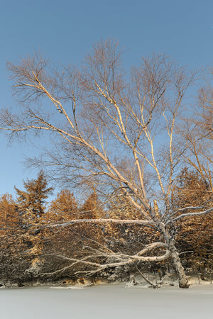 Leaning Birch tree over the frozen lake in Northern Ontario | Photo Art Print fine art photographic print