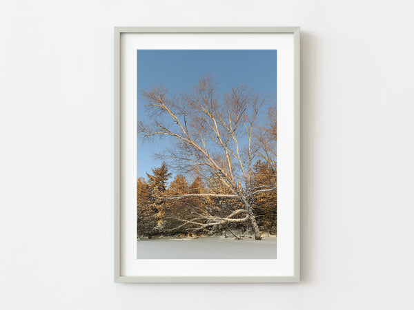 Leaning Birch tree over the frozen lake in Northern Ontario | Photo Art Print fine art photographic print