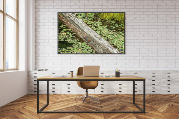 Lily pads and log cover water in a Ontario pond | Photo Art Print fine art photographic print
