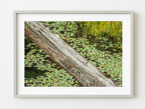 Lily pads and log cover water in a Ontario pond | Photo Art Print fine art photographic print