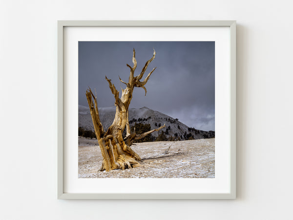 Lone Bristlecone pines tree in sunshine | Photo Art Print fine art photographic print