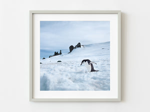 Lone Chinstrap penguin walking towards the water Antarctica | Photo Art Print fine art photographic print