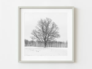 Lone maple tree in farmers field Haliburton County | Photo Art Print fine art photographic print