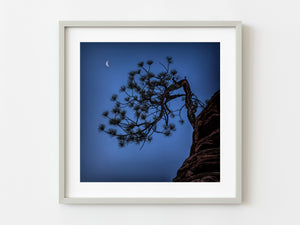 Lone tree at night | Photo Art Print fine art photographic print