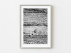 Lone Wild Horse Canyon de Chelly | Photo Art Print fine art photographic print