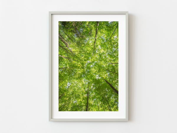 Looking straight up into the green tree canopy | Photo Art Print fine art photographic print