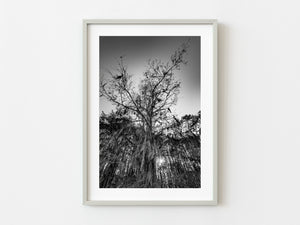 Looking up moody Cypress Tree | Photo Art Print fine art photographic print