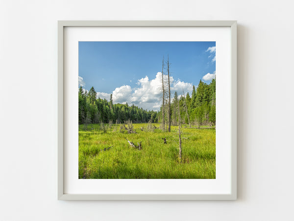 Lush field with two dead trees | Photo Art Print fine art photographic print