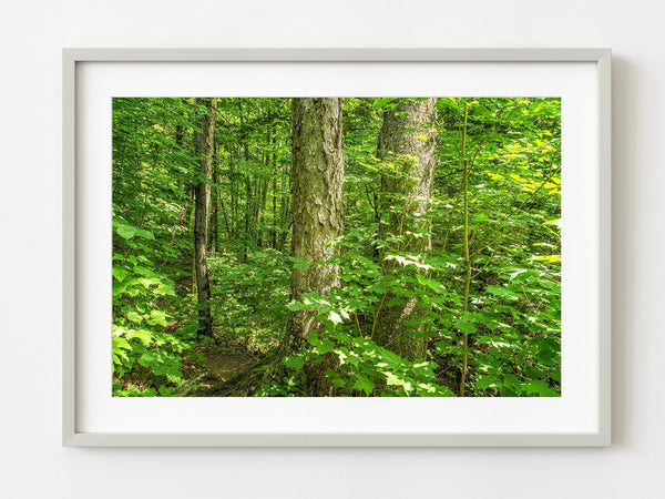Mizzy Lake Trail Algonquin forest trees | Photo Art Print fine art photographic print