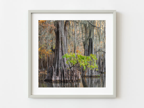 Old Cypress Trees in the fall in Texas | Photo Art Print fine art photographic print