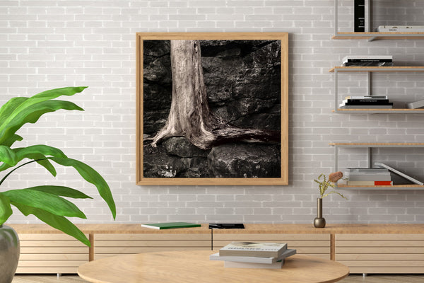 Old tree grows out of a rock face against all odds | Photo Art Print fine art photographic print