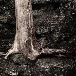 Old tree grows out of a rock face against all odds | Photo Art Print fine art photographic print