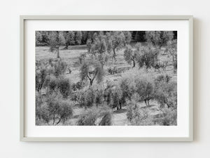 Olive Tree Orchard Tuscany | Photo Art Print fine art photographic print