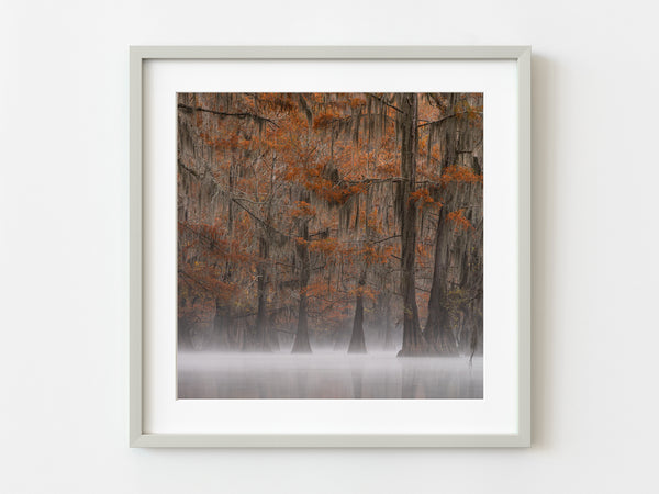 Orange leaves on Cypress Trees in fog | Photo Art Print fine art photographic print